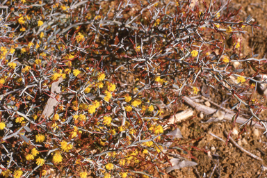 APII jpeg image of Acacia erinacea  © contact APII