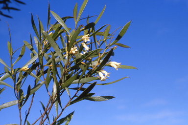 APII jpeg image of Eremophila saligna,<br/>Banksia ilicifolia  © contact APII