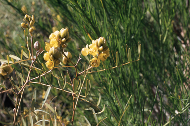 APII jpeg image of Senna pleurocarpa  © contact APII