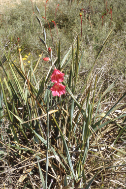 APII jpeg image of Gladiolus caryophyllaceus  © contact APII