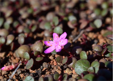 APII jpeg image of Portulaca bicolor  © contact APII