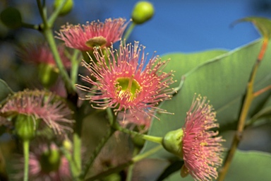 APII jpeg image of Corymbia calophylla  © contact APII