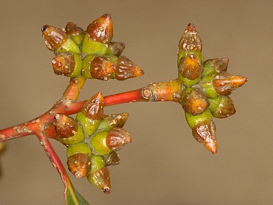 APII jpeg image of Eucalyptus phenax subsp. compressa  © contact APII