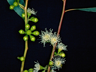 APII jpeg image of Eucalyptus mannifera subsp. mannifera  © contact APII