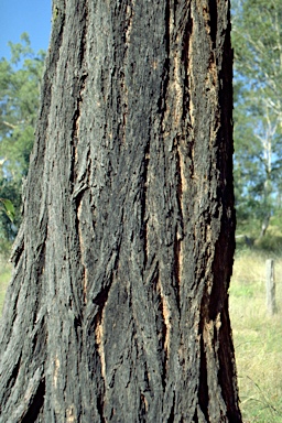 APII jpeg image of Eucalyptus fibrosa subsp. fibrosa  © contact APII