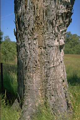 APII jpeg image of Eucalyptus aggregata  © contact APII