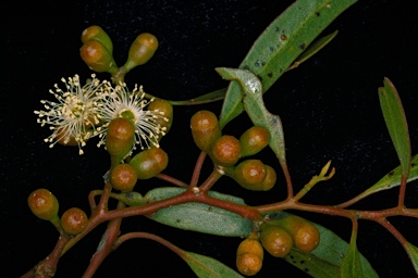 APII jpeg image of Eucalyptus brachycalyx  © contact APII