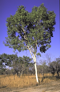 APII jpeg image of Corymbia grandifolia subsp. longa  © contact APII