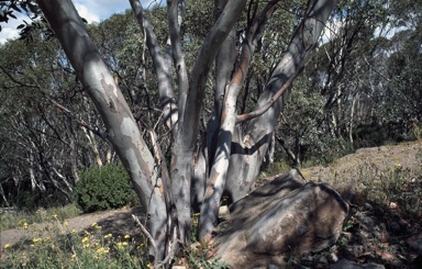 APII jpeg image of Eucalyptus pauciflora subsp. niphophila  © contact APII