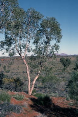 APII jpeg image of Corymbia chippendalei  © contact APII