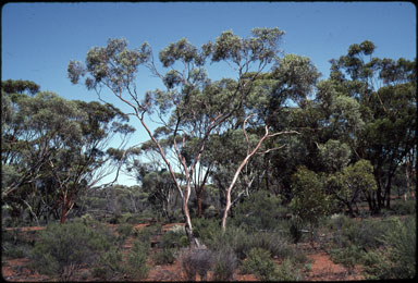 APII jpeg image of Eucalyptus celastroides subsp. celastroides  © contact APII