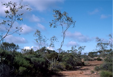 APII jpeg image of Eucalyptus desmondensis  © contact APII