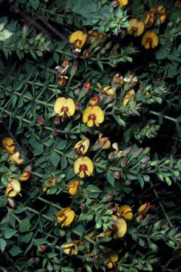 APII jpeg image of Pultenaea spinosa  © contact APII