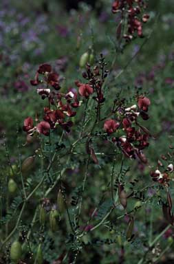 APII jpeg image of Swainsona galegifolia  © contact APII