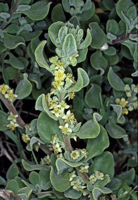 APII jpeg image of Tetragonia decumbens  © contact APII