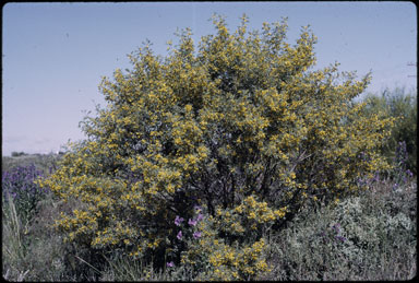 APII jpeg image of Senna artemisioides var. coriacea  © contact APII