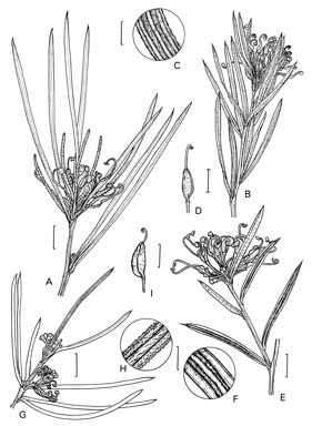 APII jpeg image of Grevillea alpivaga,<br/>Grevillea neurophylla subsp. fluviatilis,<br/>Grevillea micrantha,<br/>Grevillea gariwerdensis  © contact APII