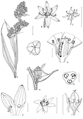 APII jpeg image of Milligania stylosa,<br/>Milligania lindoniana,<br/>Milligania densiflora  © contact APII