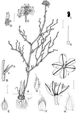 APII jpeg image of Arnocrinum gracillimum  © contact APII