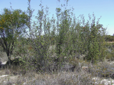 APII jpeg image of Banksia oligantha  © contact APII