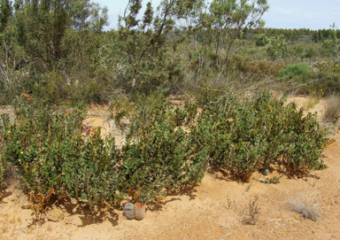 APII jpeg image of Banksia repens  © contact APII