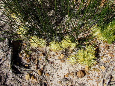 APII jpeg image of Petrophile longifolia,<br/>Potentilla recta  © contact APII