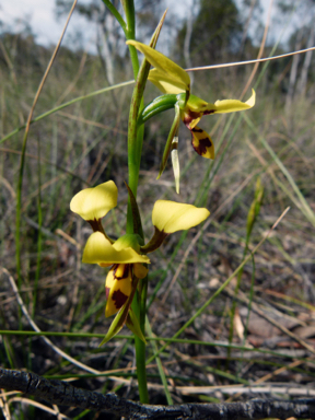 APII jpeg image of Diuris sulphurea  © contact APII