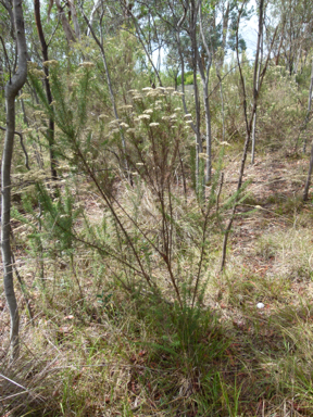 APII jpeg image of Cassinia aculeata  © contact APII