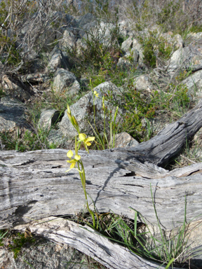 APII jpeg image of Diuris sulphurea  © contact APII