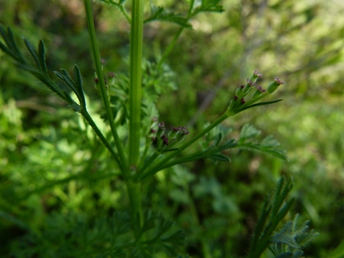 APII jpeg image of Daucus glochidiatus  © contact APII