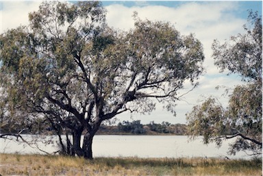 APII jpeg image of Eucalyptus coolibah subsp. arida  © contact APII