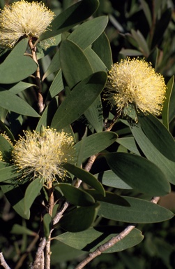 APII jpeg image of Melaleuca globifera  © contact APII