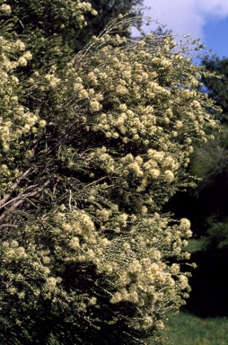 APII jpeg image of Melaleuca xerophila  © contact APII