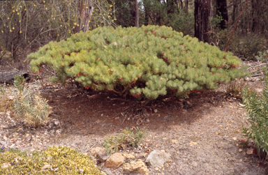 APII jpeg image of Calothamnus hirsutus  © contact APII