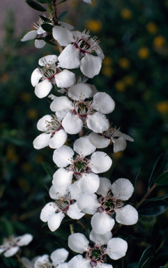 APII jpeg image of Leptospermum nitidum  © contact APII