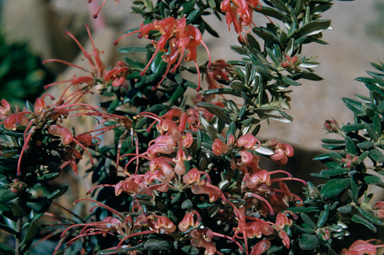 APII jpeg image of Grevillea lavandulacea  © contact APII