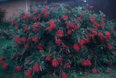 APII jpeg image of Grevillea 'Robyn Gordon'  © contact APII