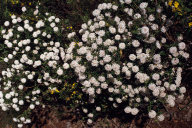 APII jpeg image of Pimelea ciliata  © contact APII