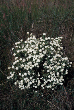 APII jpeg image of Pimelea glauca  © contact APII