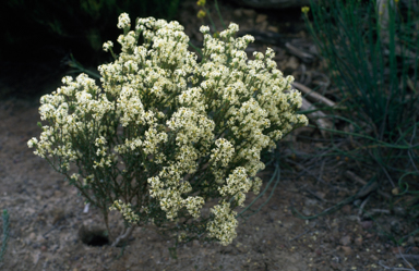 APII jpeg image of Pimelea phylicoides  © contact APII