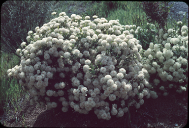 APII jpeg image of Pimelea rosea  © contact APII