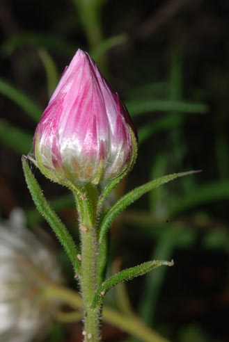 APII jpeg image of Helichrysum adenophorum var. waddelliae  © contact APII