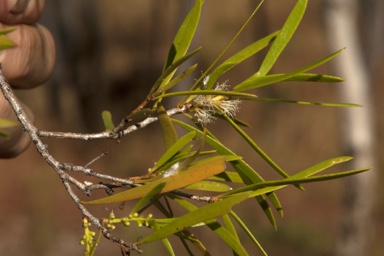 APII jpeg image of Melaleuca stipitata  © contact APII