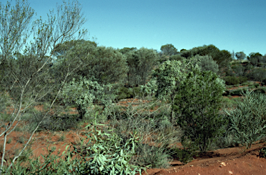 APII jpeg image of Santalum lanceolatum  © contact APII