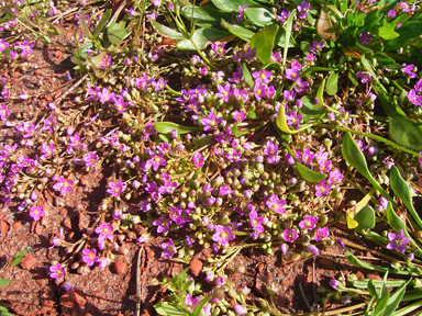 APII jpeg image of Calandrinia pumila  © contact APII