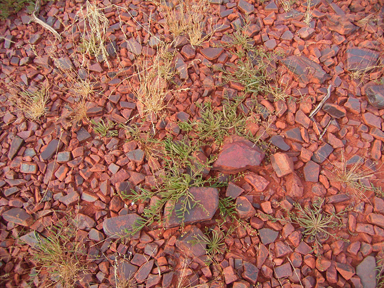 APII jpeg image of Calandrinia monosperma  © contact APII