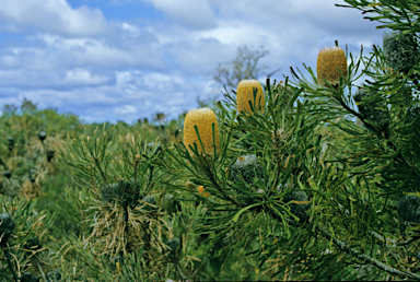 APII jpeg image of Banksia prionotes  © contact APII