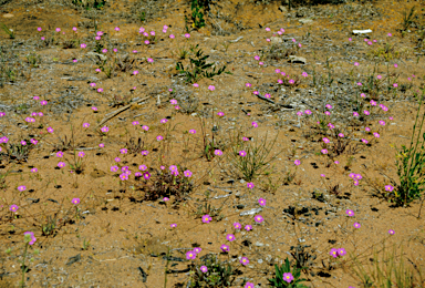 APII jpeg image of Calandrinia polyandra  © contact APII