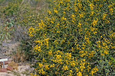 APII jpeg image of Acacia rostellifera  © contact APII