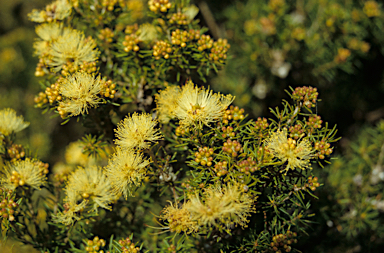 APII jpeg image of Kunzea glabrescens  © contact APII